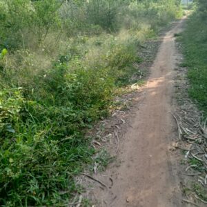 Bán lô đất trồng cây hàng năm Khu Phố Ngọc Sơn Nam, Phường Hoài Thanh Tây, Thị Xã Hoài Nhơn, Bình Định