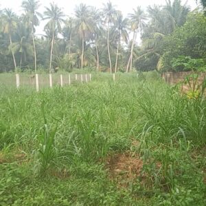 Lô đất Thuận Thượng 1, Phường Hoài Xuân, Thị Xã Hoài Nhơn, Bình Định