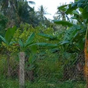 Bán đất Đệ Đức 3, Phường Hoài Tân, Thị Xã Hoài Nhơn, Bình Định